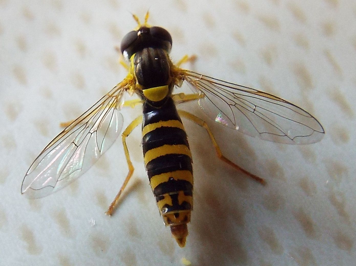 Sphaerophoria sp. femmina (Syrphidae)